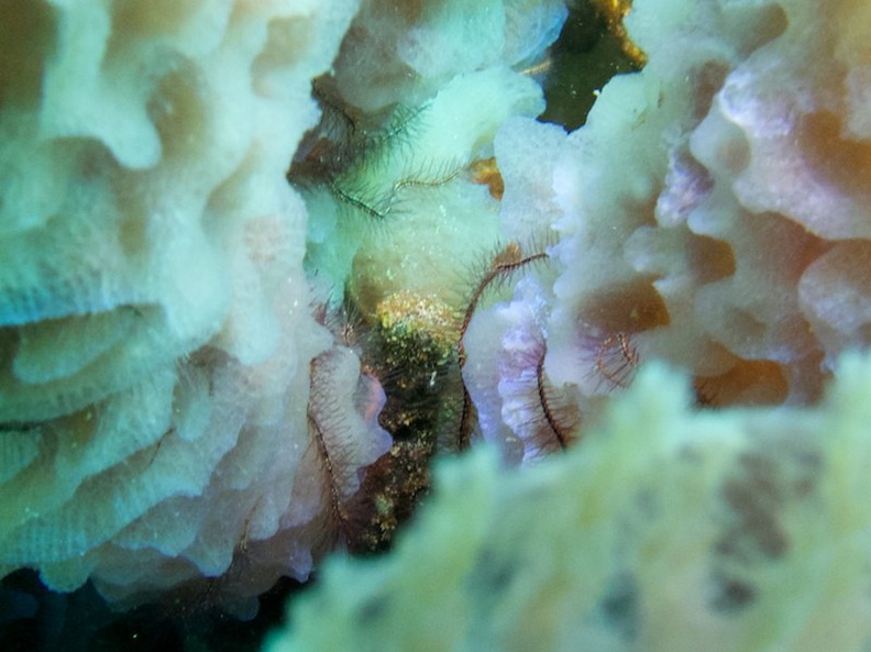 Brittle Sea Stars in Azure Vase Sponge IMG_5674.jpg